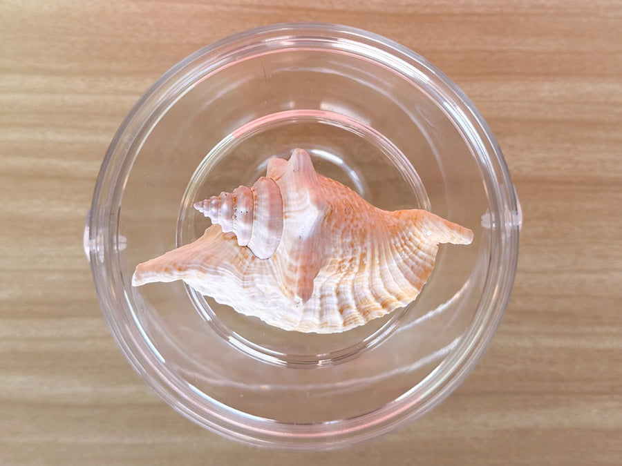 Rooster Conch Shell Lucite Ice Bucket