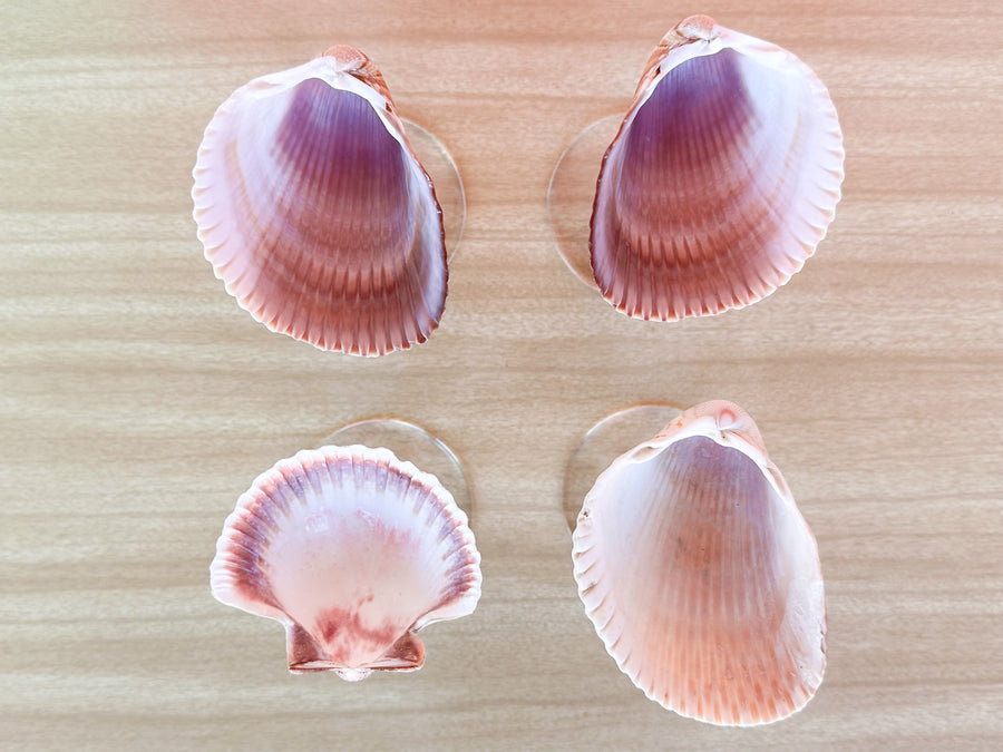 Set of Four Shell Coups