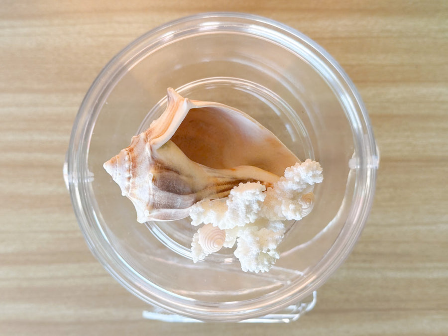 Lucite Shell Ice Bucket