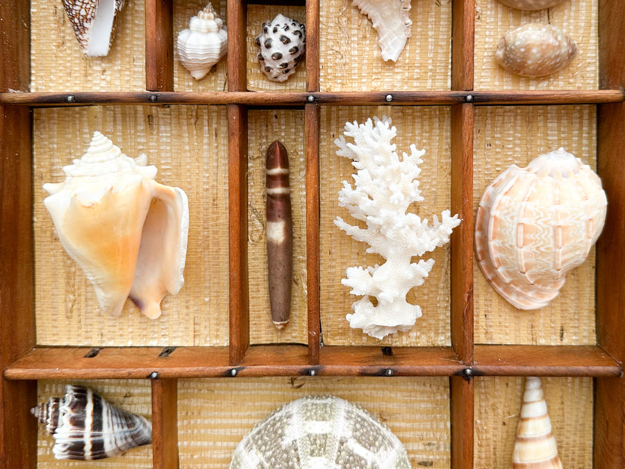 Seagrass Backed Printers Tray Shell Display