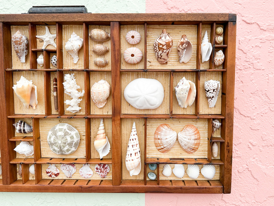 Seagrass Backed Printers Tray Shell Display