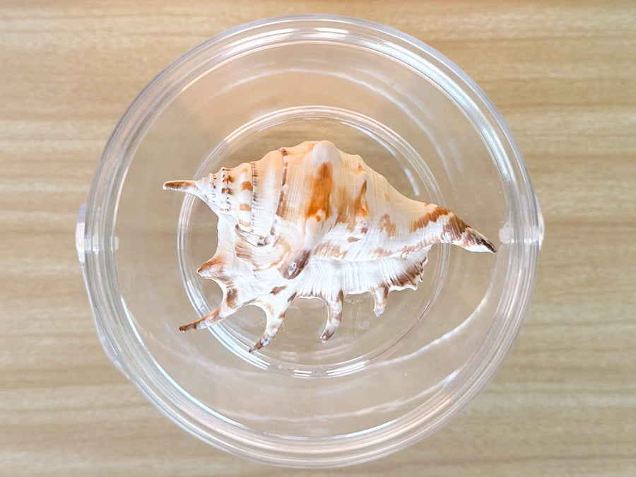 Lucite Shell Ice Bucket