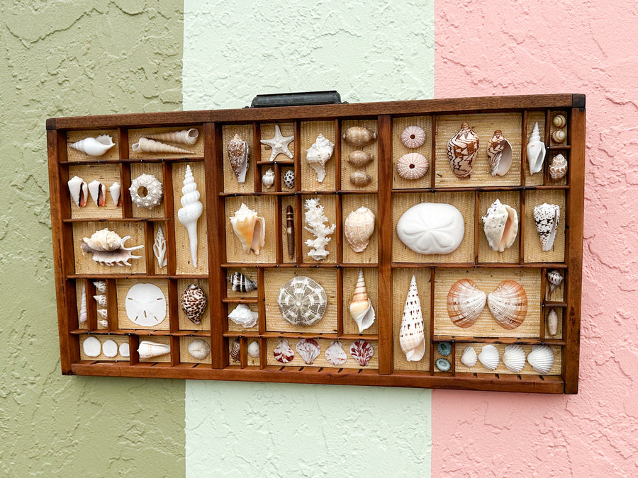 Seagrass Backed Printers Tray Shell Display