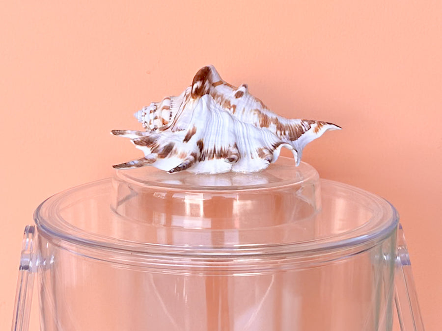 Lucite Shell Ice Bucket