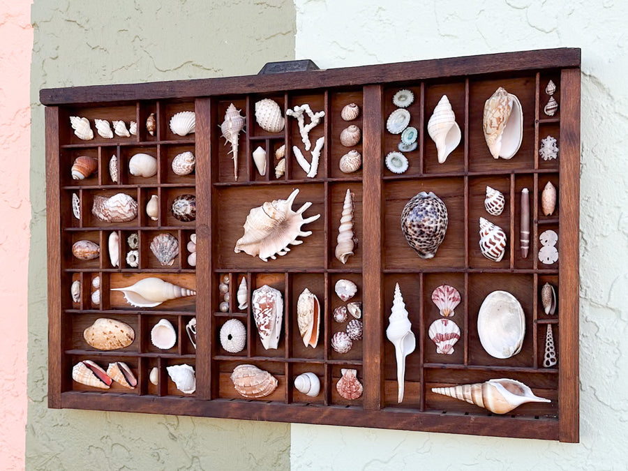 Large Printers Tray Shell Display