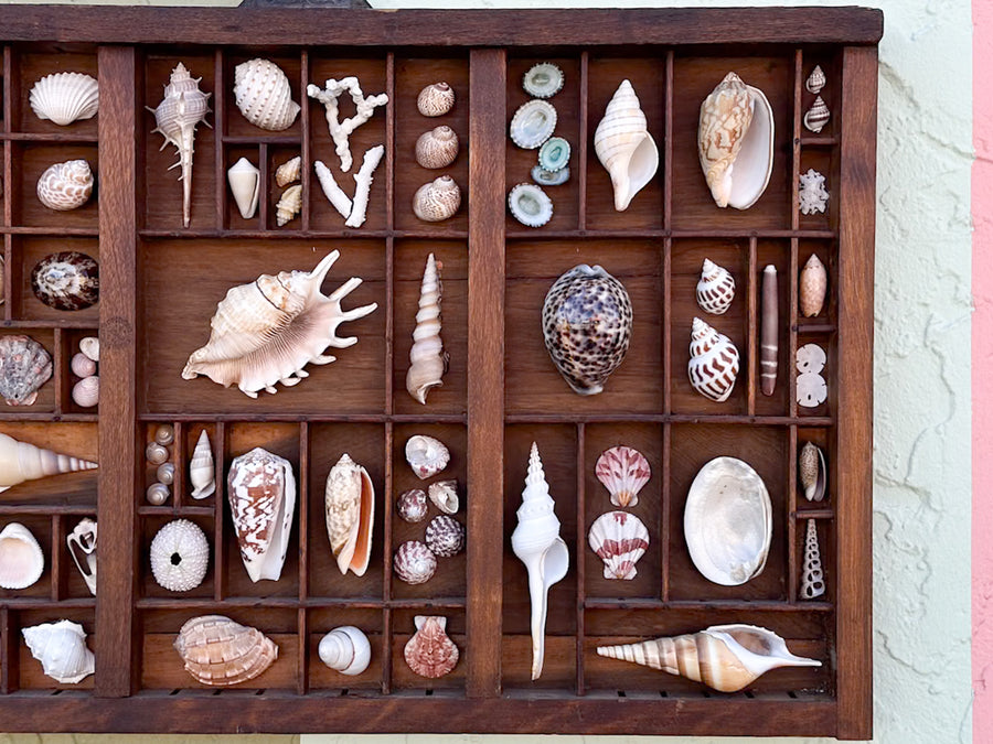 Large Printers Tray Shell Display