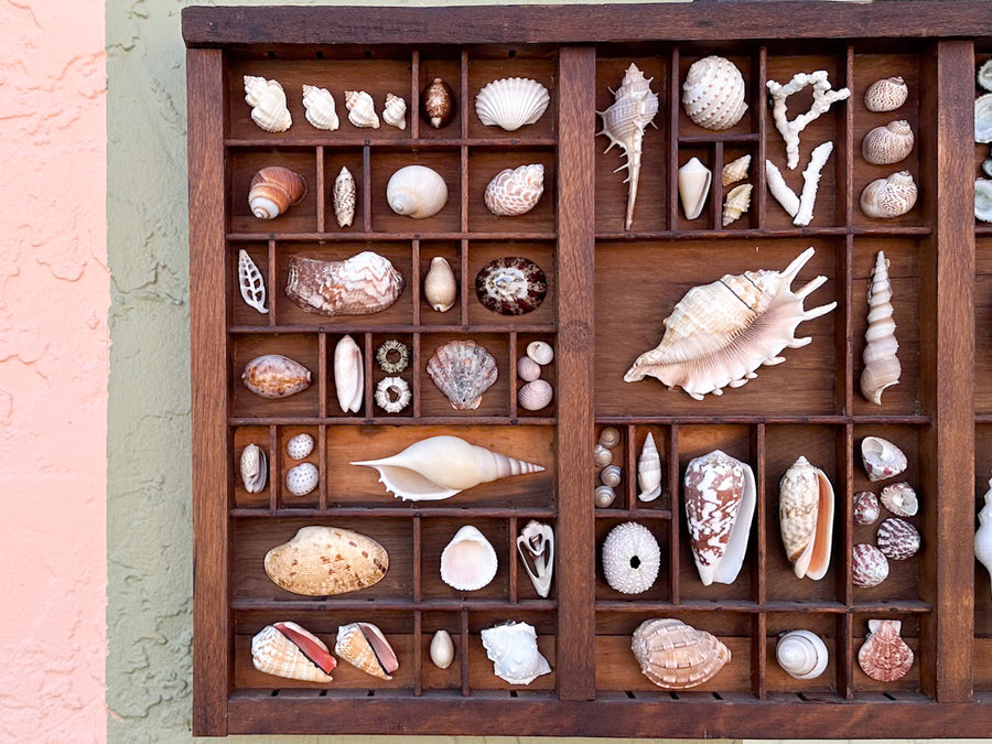 Large Printers Tray Shell Display