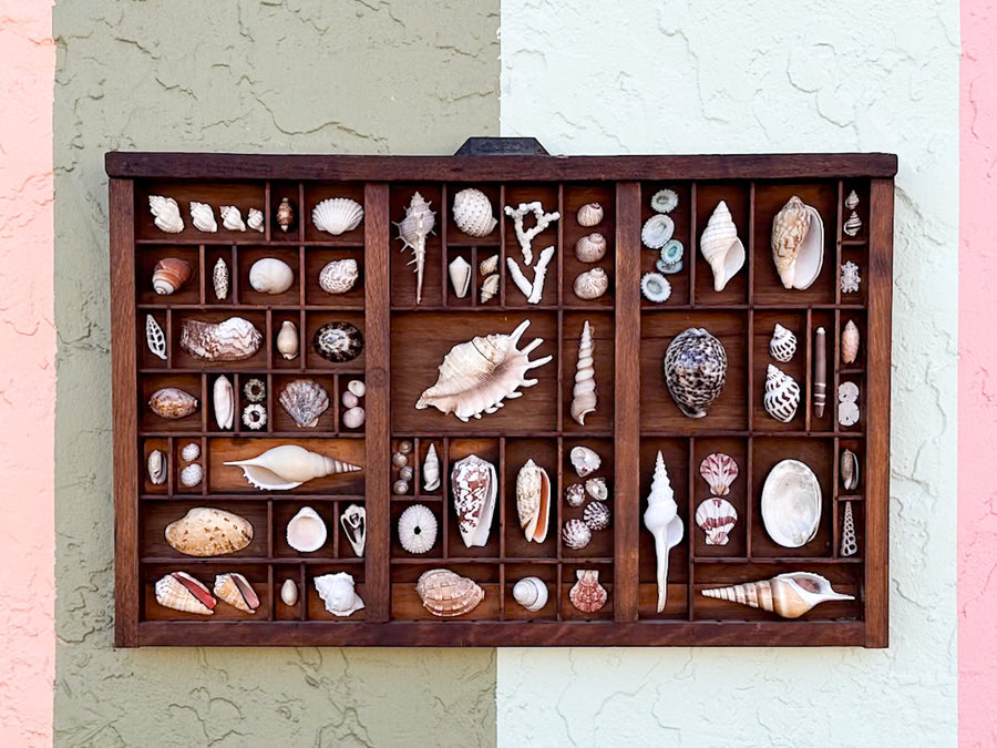 Large Printers Tray Shell Display