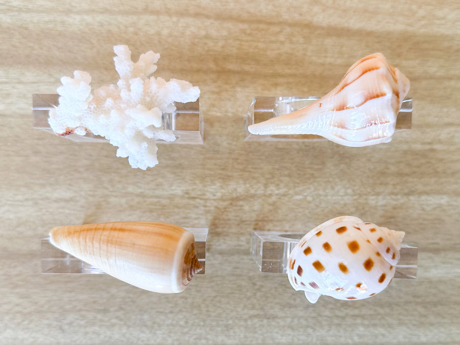 Set of Four Shell Lucite Napkin Rings