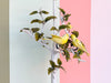 Italian Yellow Bird Tole Lamp