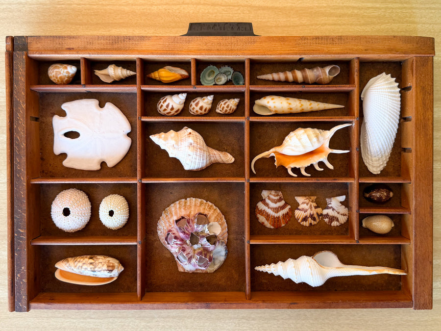 Petite Printers Tray Shell Display