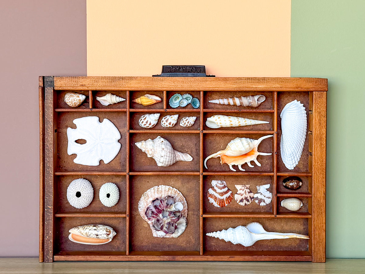 Petite Printers Tray Shell Display