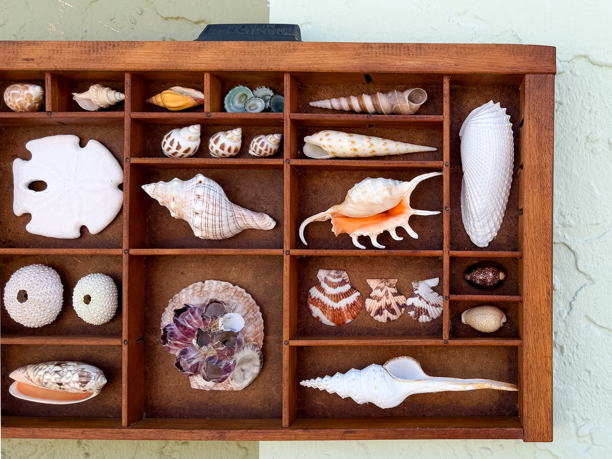 Petite Printers Tray Shell Display