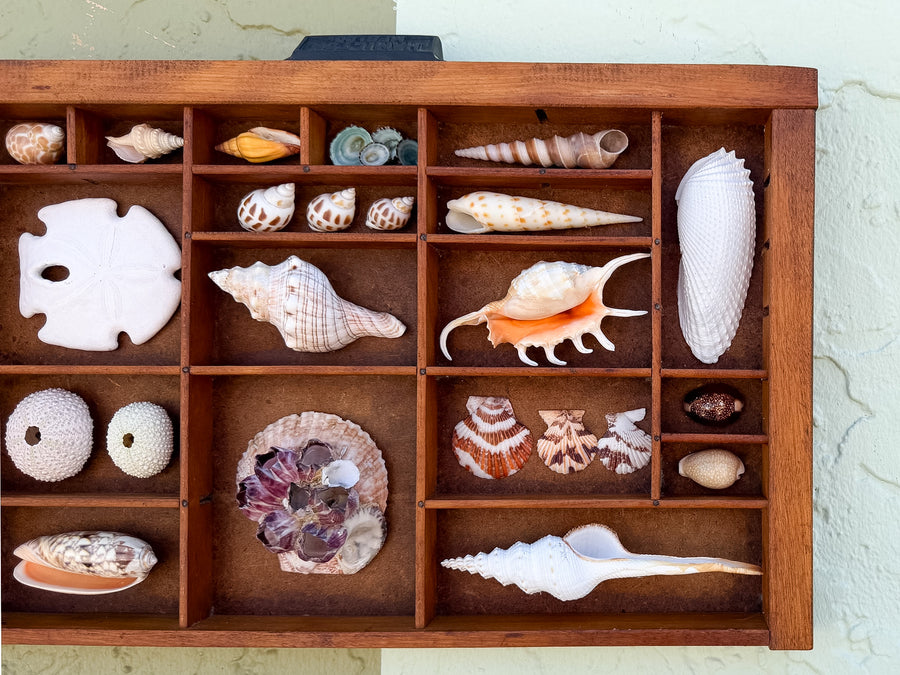 Petite Printers Tray Shell Display