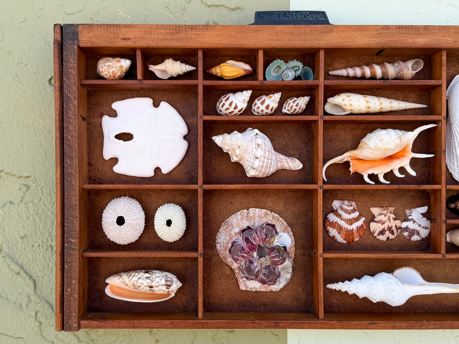 Petite Printers Tray Shell Display