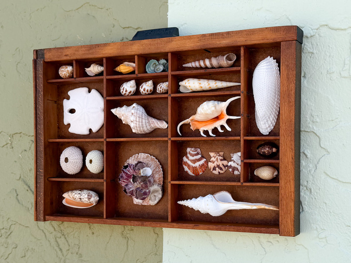 Petite Printers Tray Shell Display