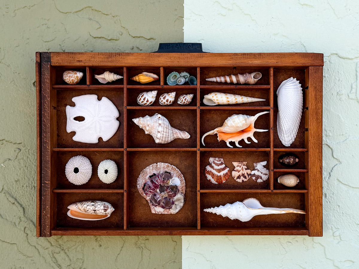 Petite Printers Tray Shell Display