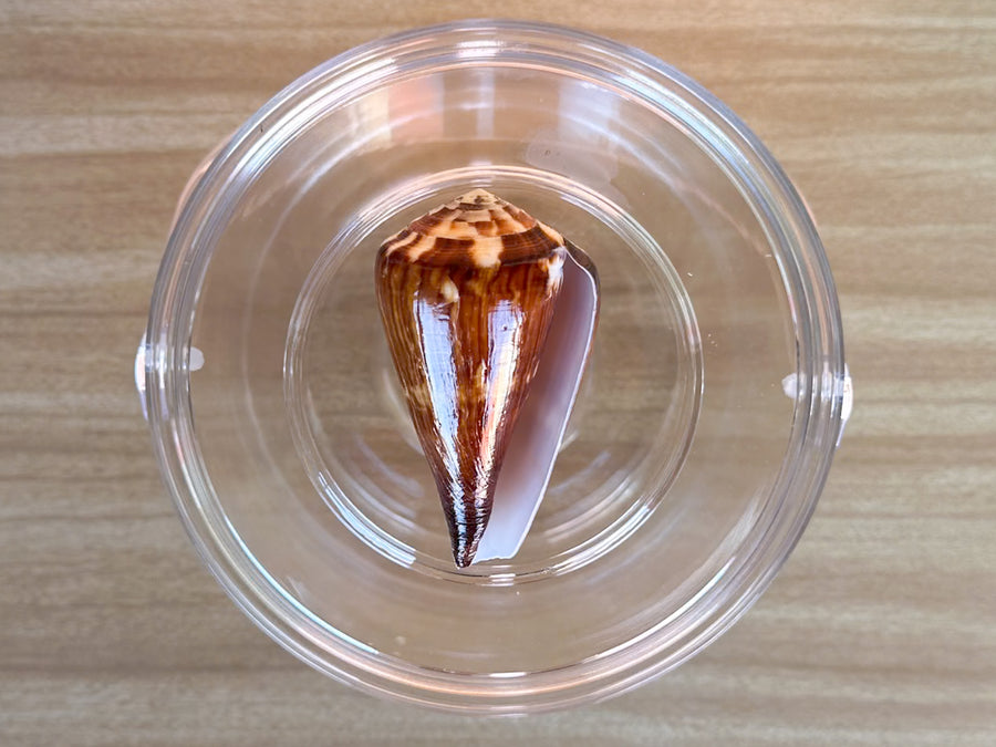 Brown Cone Shell Lucite Ice Bucket
