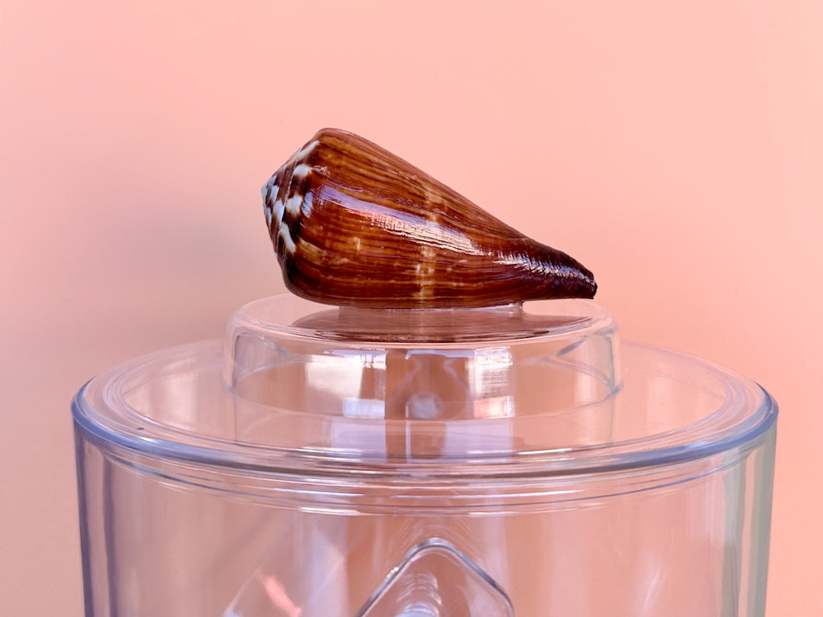 Brown Cone Shell Lucite Ice Bucket