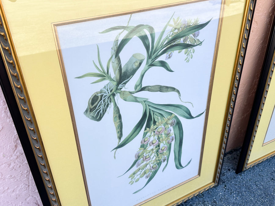 Pair of Botanical Prints from The Breakers