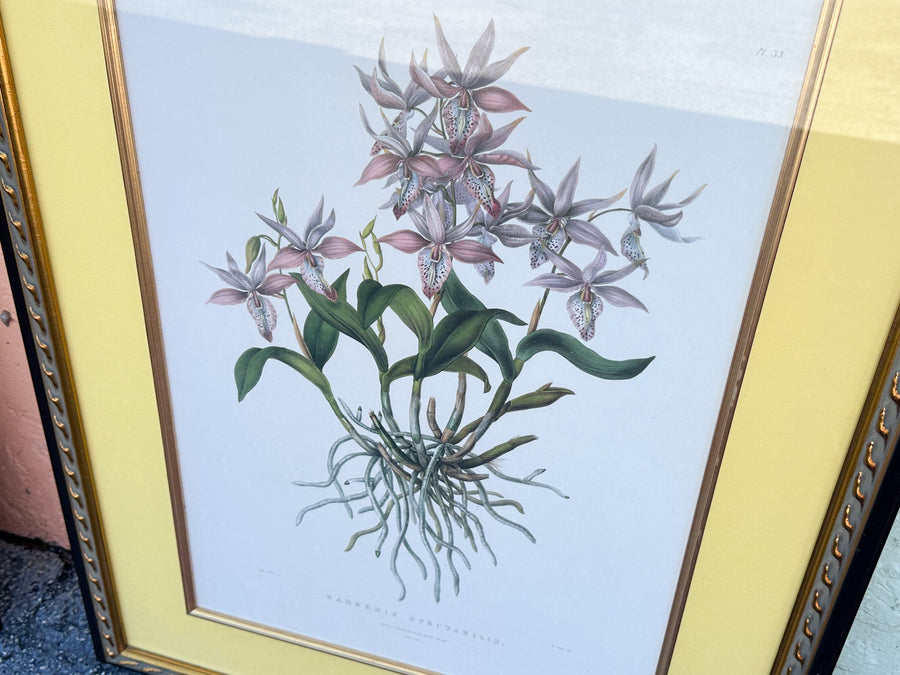 Pair of Botanical Prints from The Breakers