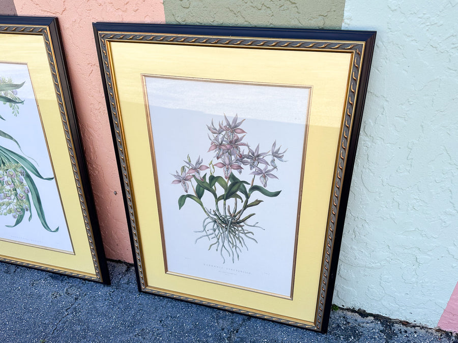 Pair of Botanical Prints from The Breakers