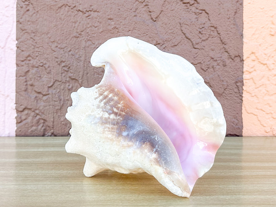 Conch Shell Lamp