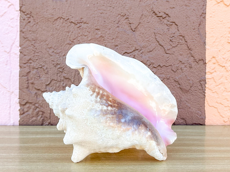 Conch Shell Lamp