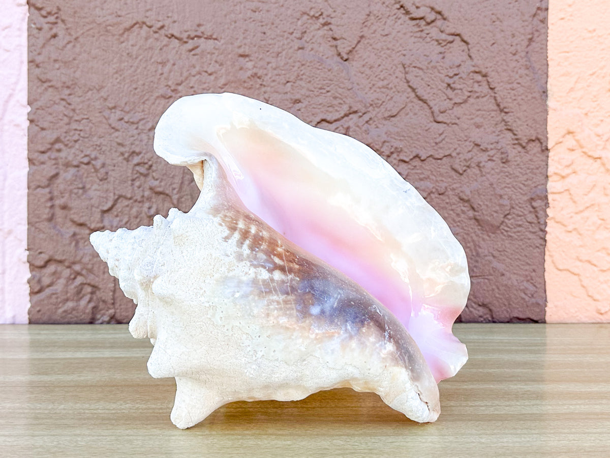 Conch Shell Lamp