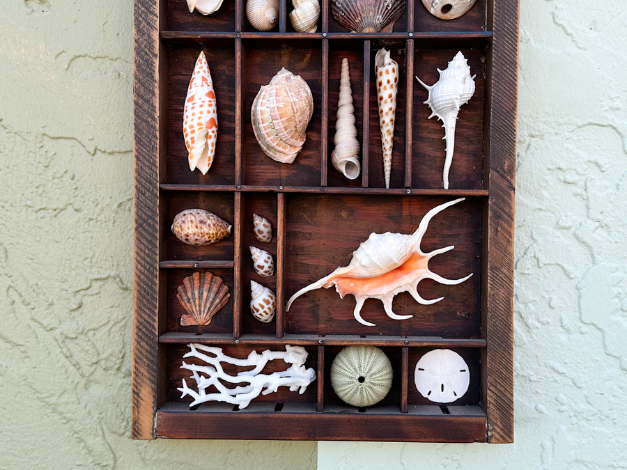 Printers Tray Shell Display