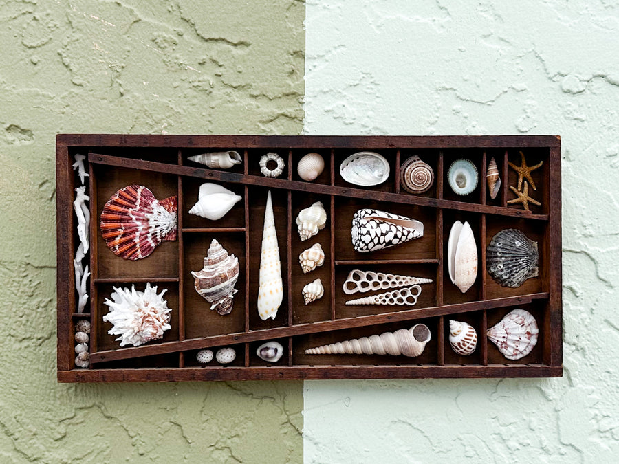 Petite Printers Tray Shell Display