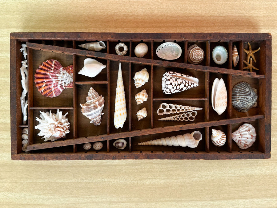 Petite Printers Tray Shell Display