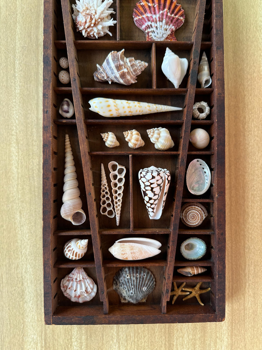 Petite Printers Tray Shell Display