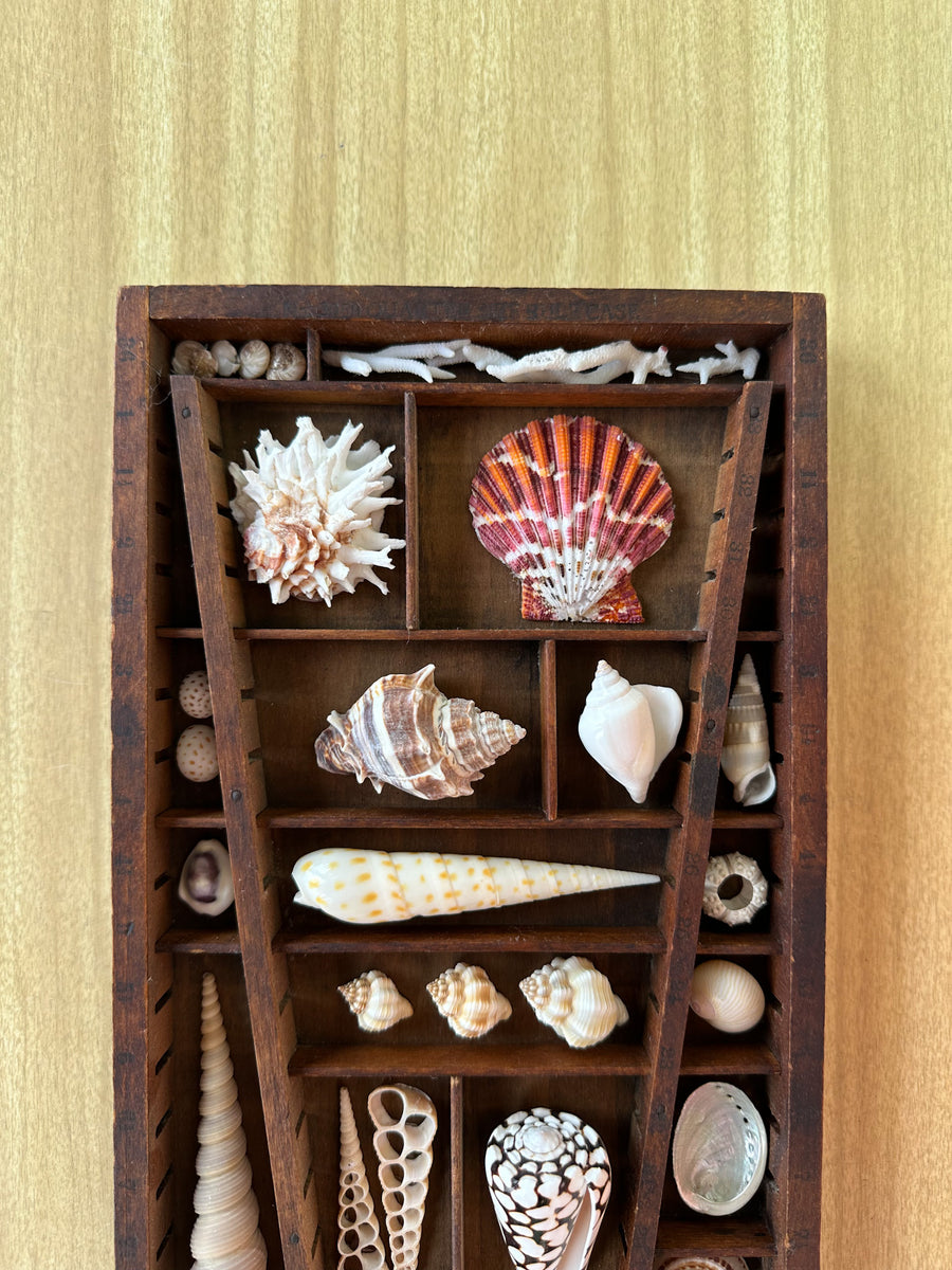 Petite Printers Tray Shell Display