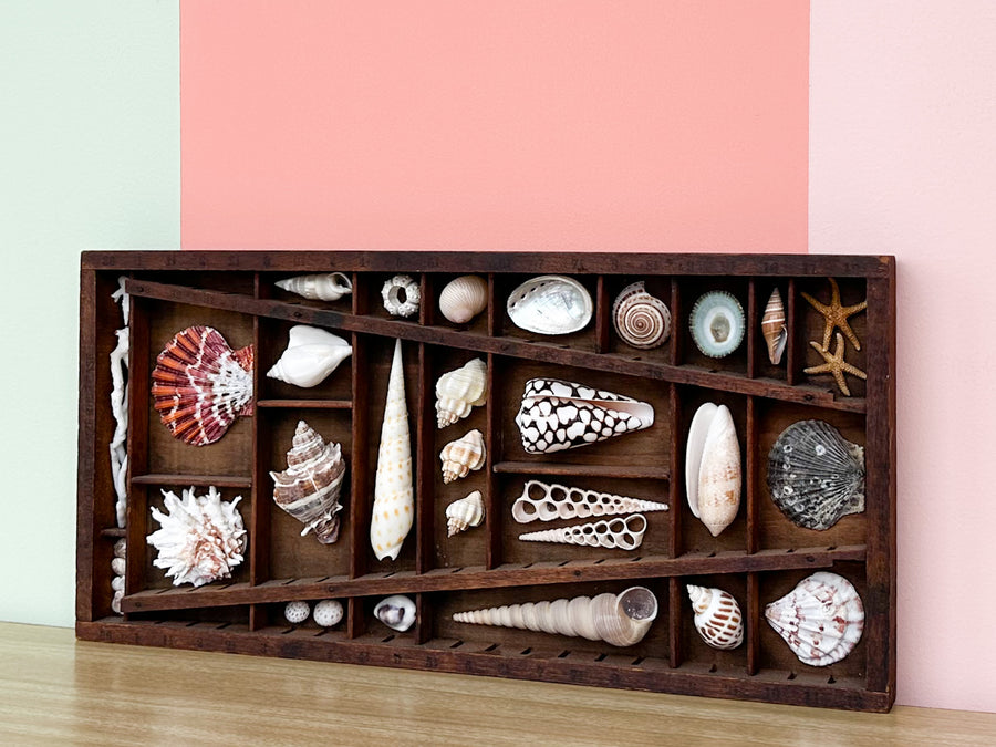Petite Printers Tray Shell Display