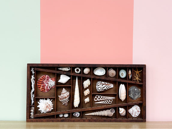 Petite Printers Tray Shell Display