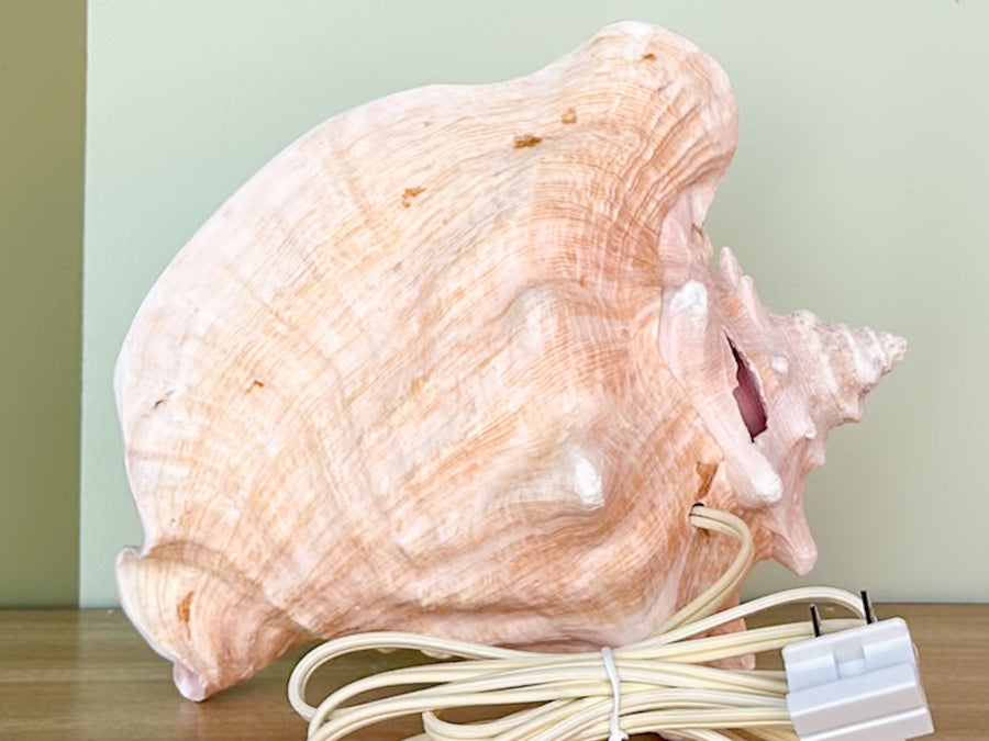 Conch Shell Lamp