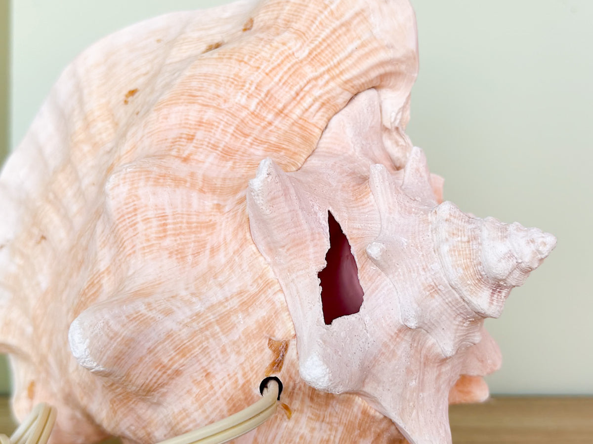 Conch Shell Lamp