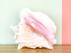 Conch Shell Lamp