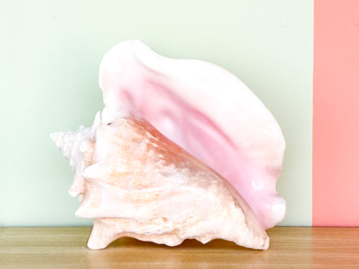 Conch Shell Lamp