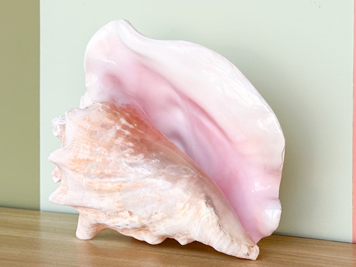 Conch Shell Lamp