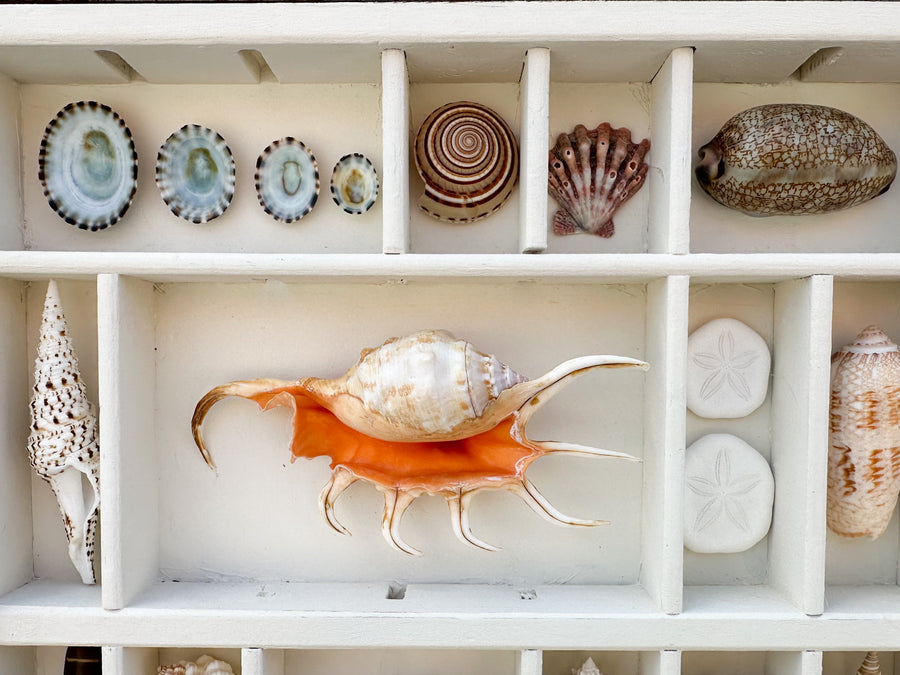 Painted Printers Tray Shell Display
