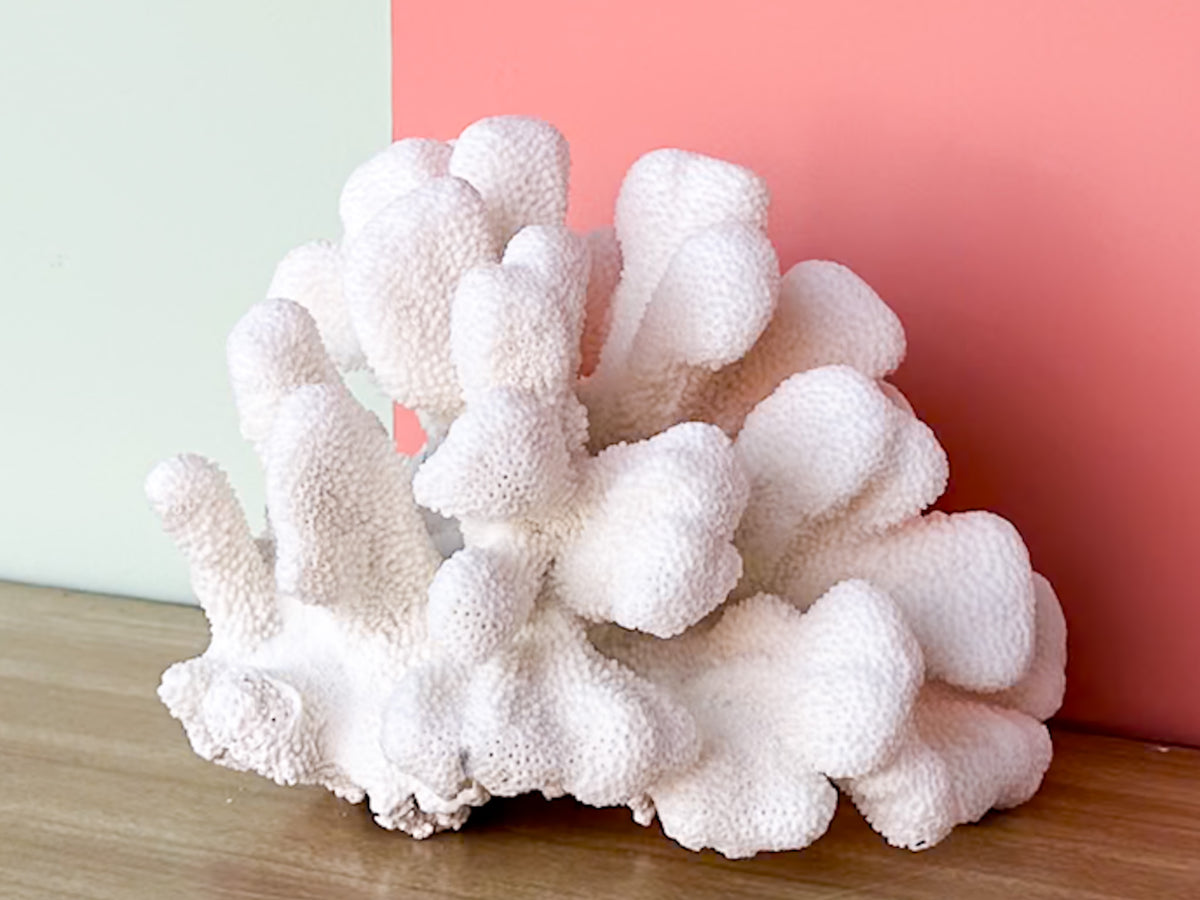 Cats Paw Coral