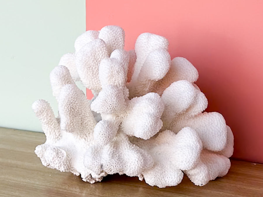 Cats Paw Coral