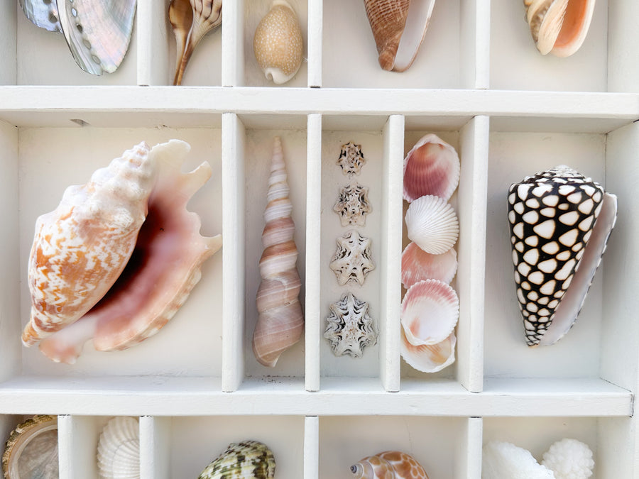 Painted Printers Tray Shell Display