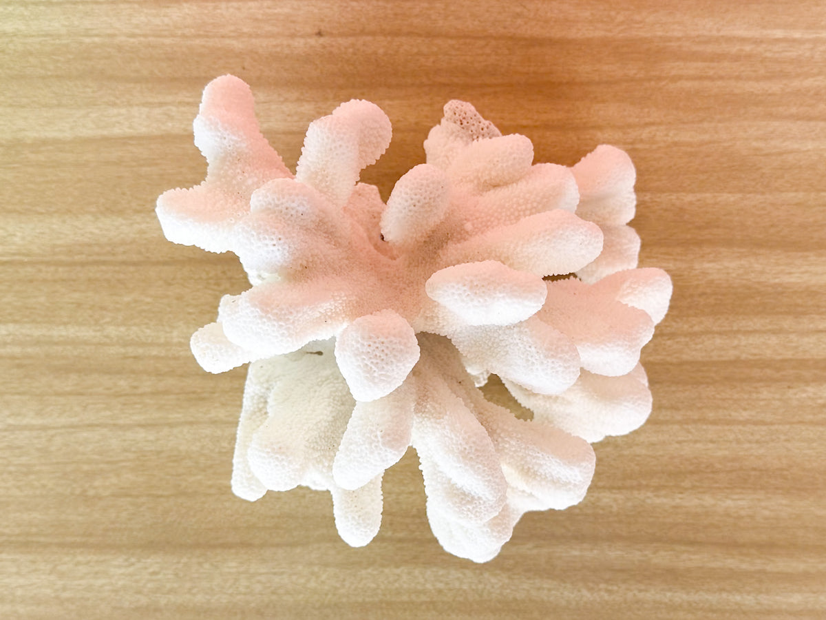 Cats Paw Coral