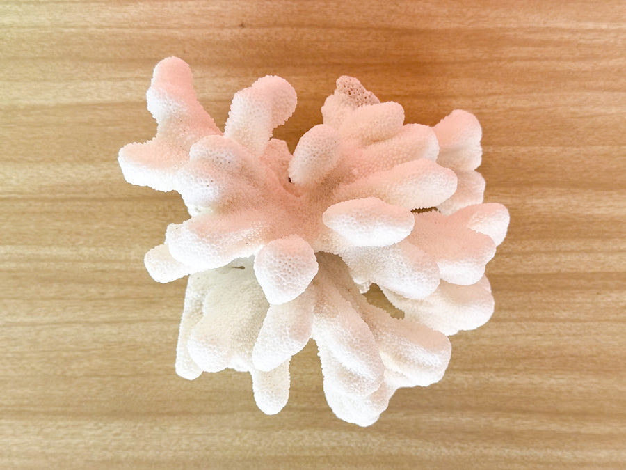 Cats Paw Coral