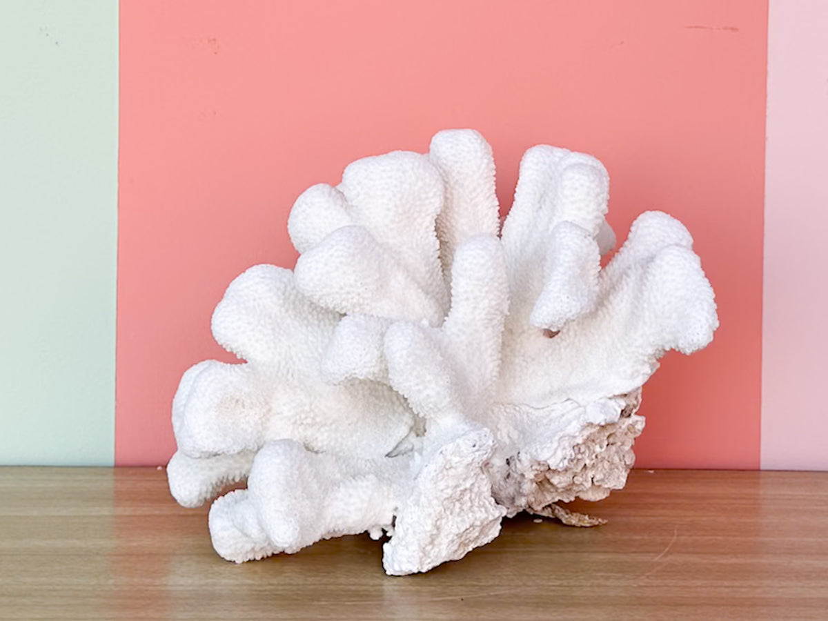 Cats Paw Coral