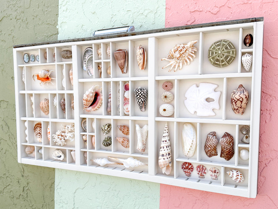 Painted Printers Tray Shell Display