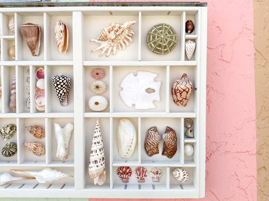 Painted Printers Tray Shell Display